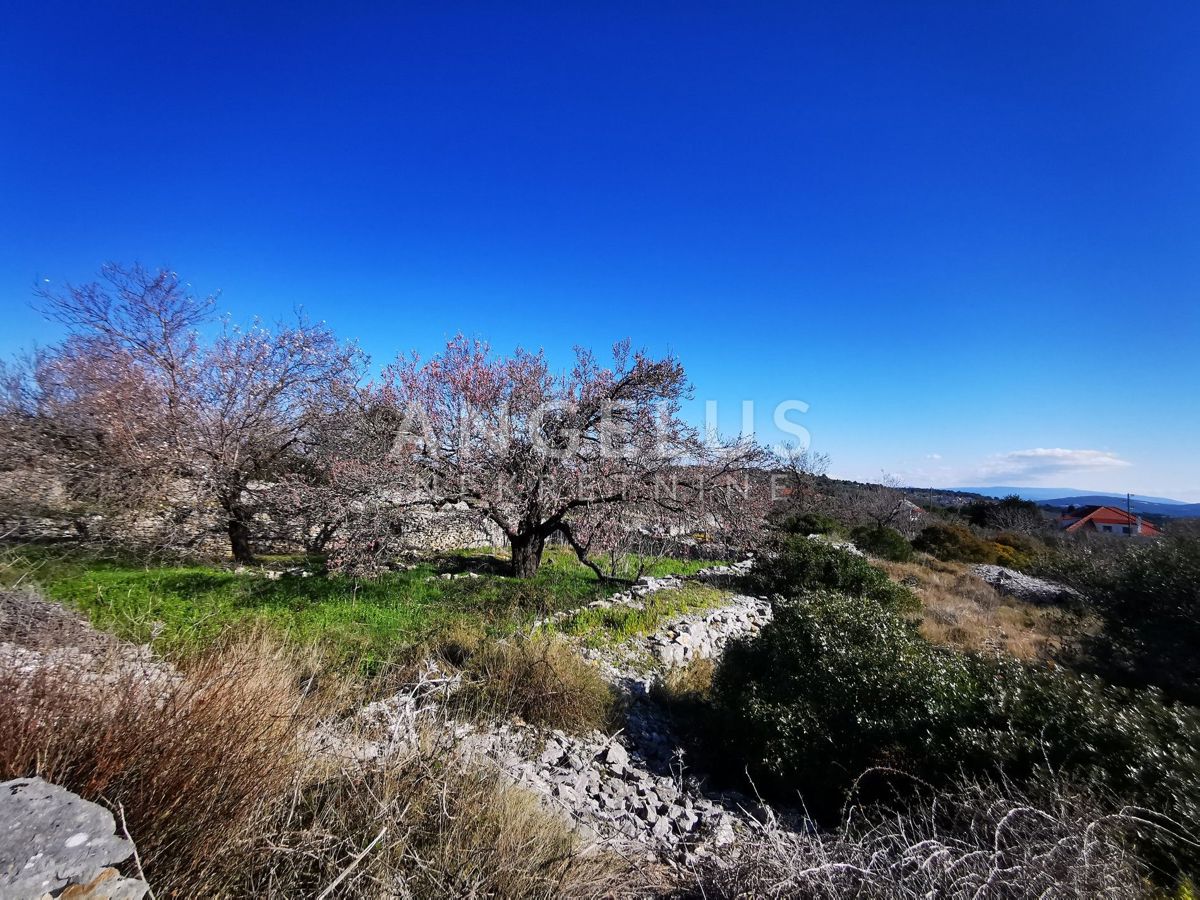 Šolta - urejen oljčni nasad s pogledom na morje, 4800 m2