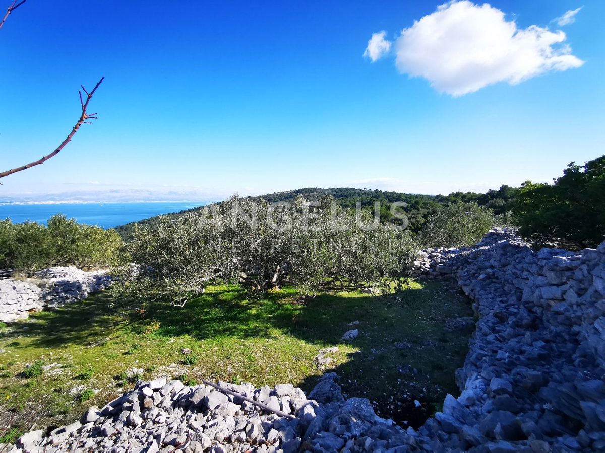 Šolta - urejen oljčni nasad s pogledom na morje, 4800 m2