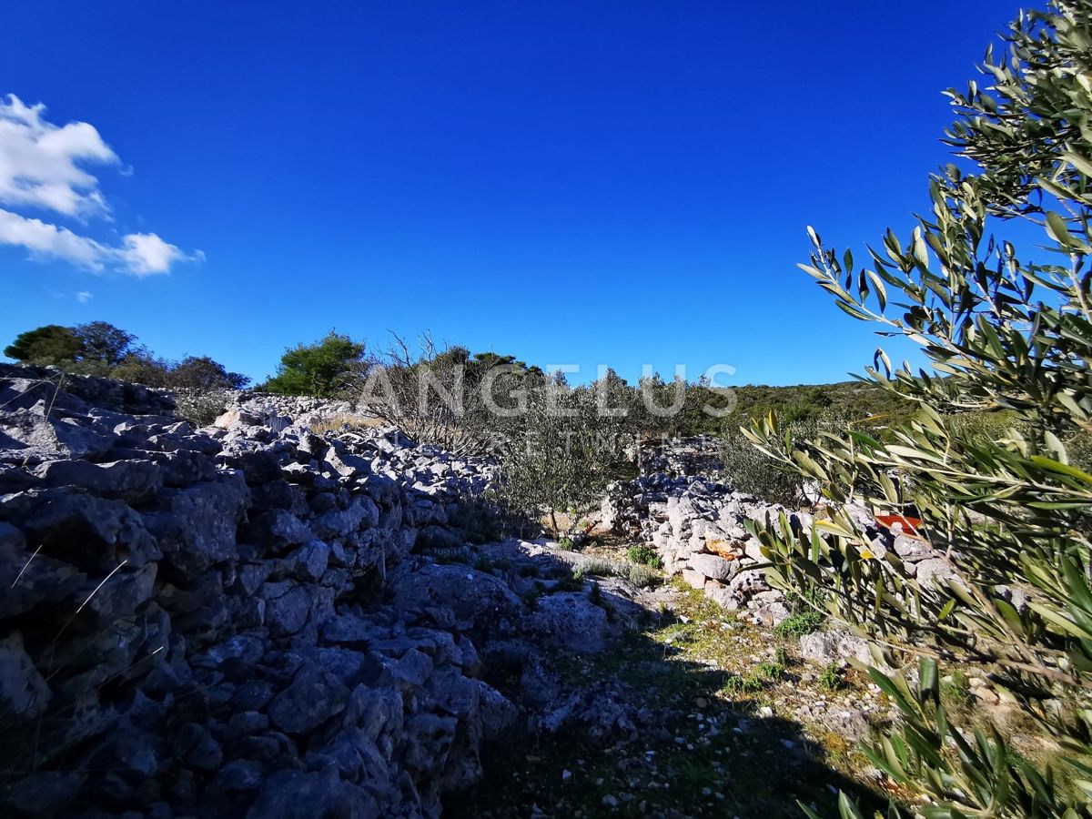 Šolta - urejen oljčni nasad s pogledom na morje, 4800 m2