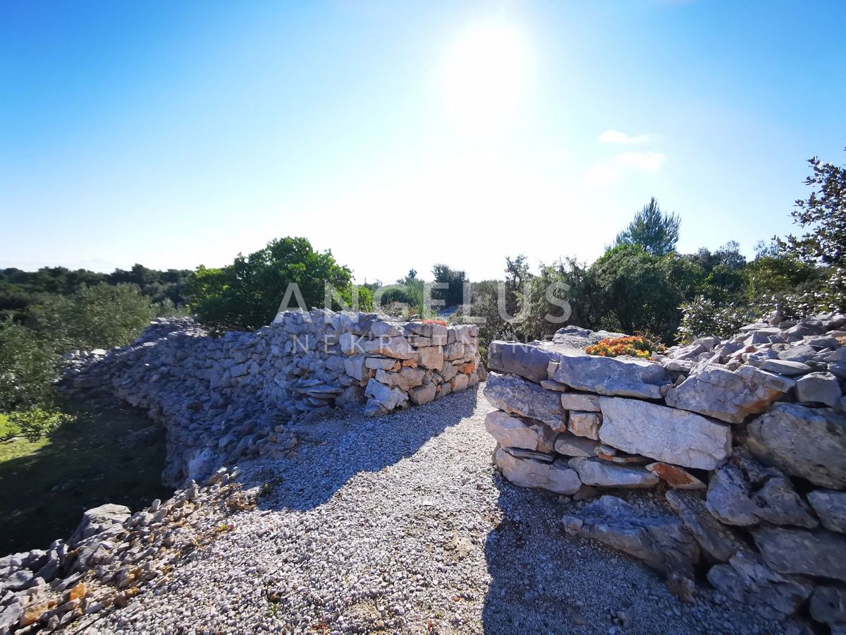 Šolta - urejen oljčni nasad s pogledom na morje, 4800 m2