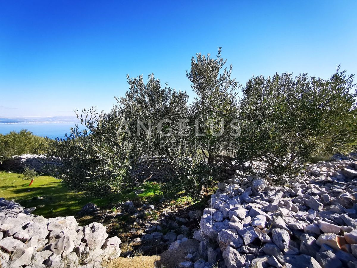 Šolta - urejen oljčni nasad s pogledom na morje, 4800 m2